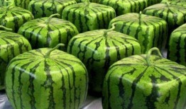 中华民族吃瓜,探寻中华民族的瓜文化传承