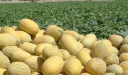 吃货吃哈密瓜的,吃货的甜蜜诱惑之旅