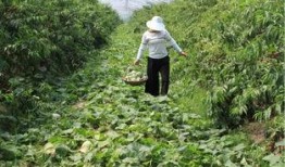 阿婆只吃瓜,一场与甜蜜瓜果的奇妙邂逅