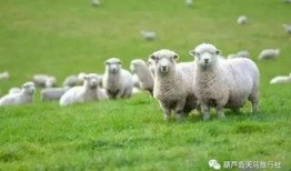 羊群赶进瓜地吃瓜农的瓜,羊群误闯瓜园引发纠纷