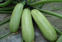 鹦鹉吃西葫芦瓜,揭秘西葫芦瓜的奇妙滋味