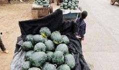 常熟胁迫门吃瓜,一场网络暴力的漩涡与反思