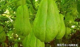 吃中药能吃佛手瓜,佛手瓜助力健康生活