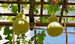 5km吃瓜,一场味蕾与健康的完美邂逅