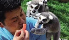 吃瓜动物可爱瞬间,捕捉吃瓜动物的萌态瞬间