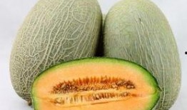 吃哈密瓜可以吃猪肺吗,探寻营养搭配的奥秘
