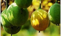 小瓜萎怎么吃,小瓜萎的多样食用方法探索