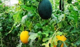 台湾暴力吃瓜,吃瓜群众背后的真相与反思