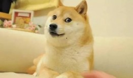 新表情吃瓜狗头,吃瓜狗头带你领略网络潮流新风向