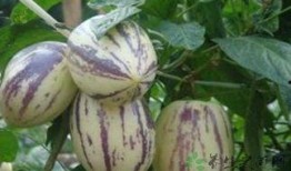 生日吃茄瓜好吗吗,传统习俗与健康益处的完美结合