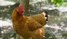 喜欢吃瓜的家禽,揭秘爱吃瓜的家禽世界