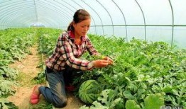 良田超市吃瓜,吃瓜群众的欢乐天堂