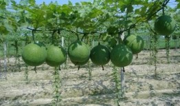 小瓜萎怎么吃,小瓜萎的多样食用方法探索