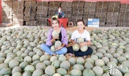 新疆吃古瓜,千年传承的甜蜜记忆