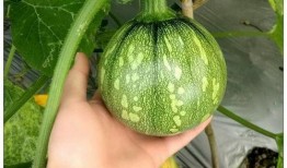 小86吃瓜,揭秘娱乐圈那些不为人知的幕后故事