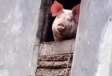 猪儿吃瓜,趣味横生的田园生活趣事