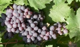 马奶提葡萄吃瓜,马奶提葡萄与夏日吃瓜的完美邂逅