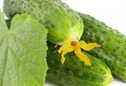 吃瓜芽芽,揭秘娱乐圈的甜蜜与苦涩