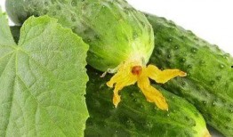 吃瓜芽芽,揭秘娱乐圈的甜蜜与苦涩