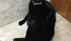 黑猫君吃瓜,揭秘娱乐圈那些不为人知的幕后故事