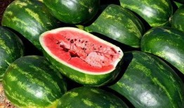 吃毛瓜视频大全,趣味横生的美食探索之旅