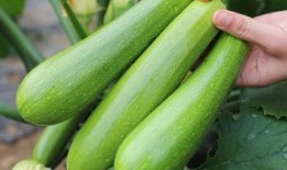 杨瓜老了怎么吃,探索老杨瓜的多重美味