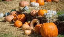 派蒙吃瓜现场,揭秘娱乐圈幕后风云