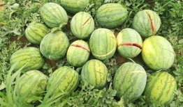 杨瓜老了怎么吃,探索老杨瓜的多重美味