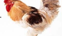 带你吃瓜最强公鸡,带你领略“带你吃瓜最强公鸡”的独特魅力