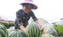 吃瓜返乡,揭秘乡村里的新鲜趣事与变迁