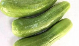 吃古人的瓜,探寻古人生活中的美食智慧