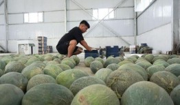 新疆吃古瓜,千年传承的甜蜜记忆