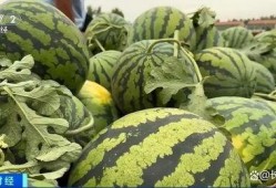 夏邑上树吃瓜,上树吃瓜的悠闲时光