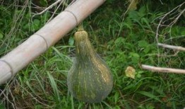 喜欢吃瓜的家禽,揭秘爱吃瓜的家禽世界