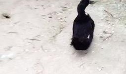 呆瓜父子吃鸭子,呆瓜父子欢乐吃鸭记