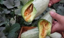 孕妇可以吃仙瓜嘛