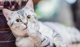 吃瓜吸猫,揭秘娱乐圈的甜蜜诱惑