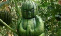 吃瓜朋友图片,一张图片引发的思考