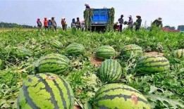 吃瓜自己吃少别人吃多,自己吃少，他人吃多，共享美味新风尚