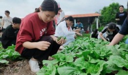 漳州高新吃瓜,吃瓜群众眼中的科技盛宴