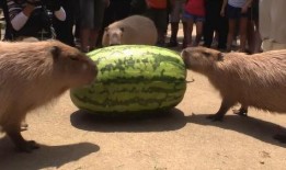 吃瓜机器视频大全,揭秘娱乐圈幕后趣闻