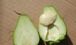 合掌瓜怎样吃,探索美味与营养的完美结合