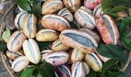 八月瓜怎么吃瓜,解锁美味新体验