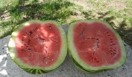 梦见自己吃黄色瓜,黄色瓜果的神秘诱惑