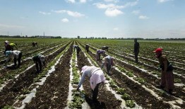 羊群赶进瓜地吃瓜农的瓜,羊群误闯瓜园引发纠纷