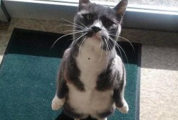 猫为什么吃瓜,揭秘瓜的神奇魅力