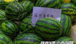 吃瓜天下,揭秘娱乐圈幕后故事