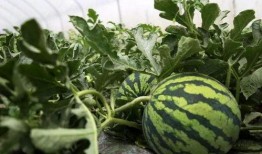 两夫妻在路边吃瓜,夫妻路边共享瓜果时光