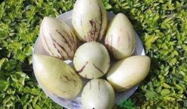 生日吃茄瓜好吗吗,传统习俗与健康益处的完美结合