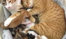 娱乐吃瓜酱猫妈妈,揭秘娱乐圈背后的温馨故事